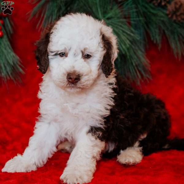 Bruce, Mini Bernedoodle Puppy